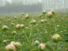 精品花色系列 菏澤市芬芳花木種植專業合作社的盆景藝術
