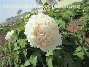 精品牡丹熱賣促銷 價格、廠家與供應(yīng)商全解析