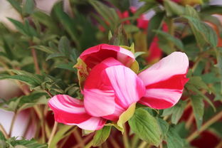 景山偶遇 盆景之韻，方寸間的自然華章