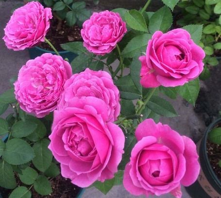 新手養(yǎng)花首選精品 花苞成倍冒，10天爆盆的盆景種植指南