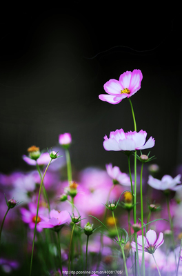 35mm定焦鏡頭下的微觀詩(shī)畫 花卉與盆景生態(tài)攝影進(jìn)階指南